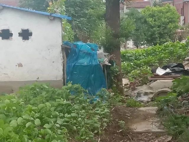 083235qd7ssojnvwqjuuew.jpeg