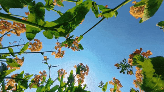 f679206449298b426b1a9ed04a214631.gif